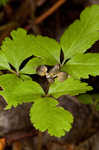 Dwarf ginseng